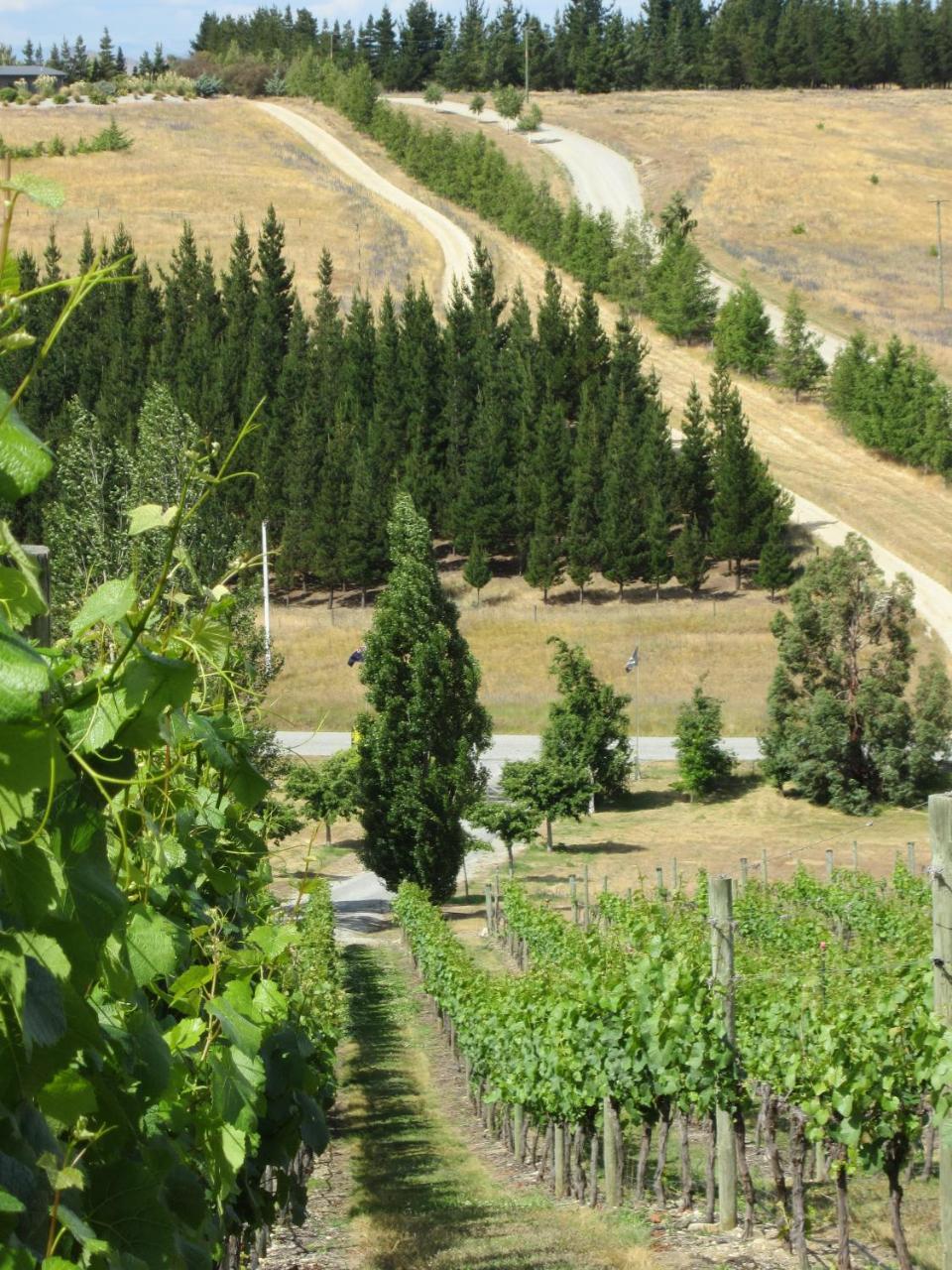 Hawkdun Rise Vineyard & Accommodation Alexandra Luaran gambar
